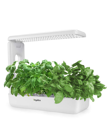 Sample Pepino Vegetable